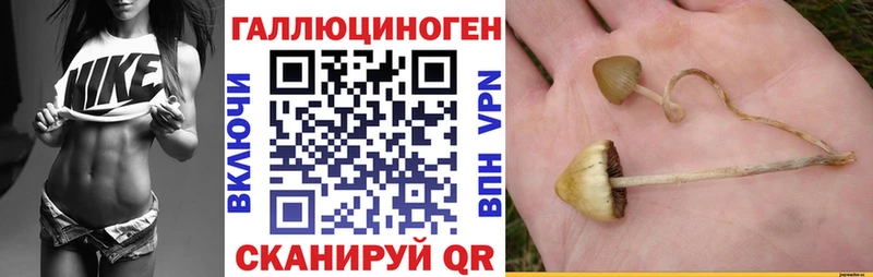 KRAKEN ссылка  как найти закладки  Губкин  Псилоцибиновые грибы мицелий 